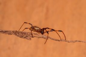 Spider Ion branch Macro photo