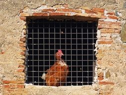 Chicken looks from the window on the farm