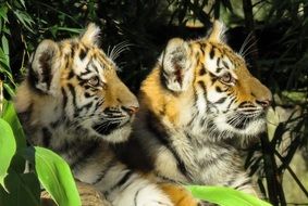 young tigers