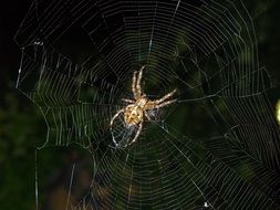 Insect Spider