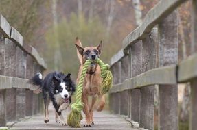 Malinois and border collie on bridge