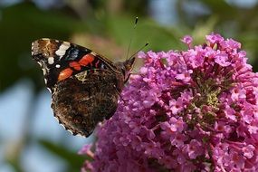 Butterfly on the purple flowers