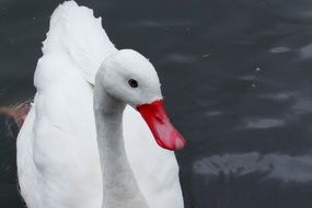 white Swan with red beak on Water