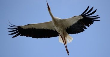 Stork Bird Flying in blue sky