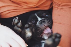 Black puppy with open mouth