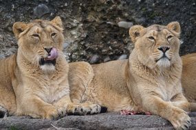 Lionesses in the wildlife