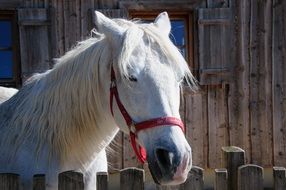 Horse Stall Sanctuary Mold