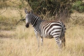 Zebra in wild, tanzania, Serengeti national park