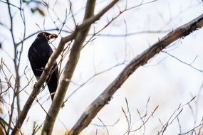 blackbird sitting in a tree