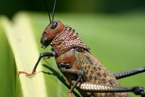 grasshopper on costa rica close up