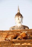 red Dog lays on stone steps beneath Buddha statue