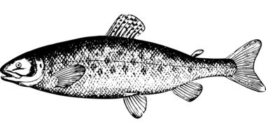 River Salmon Fish drawing