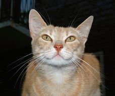 domestic red young cat portrait