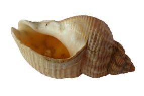 brown shell with sea coast