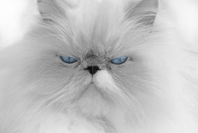 portrait of a white cat with blue eyes