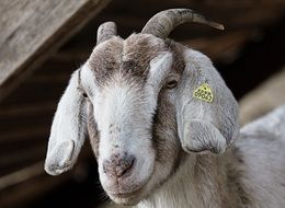 farm goat with tag in ear