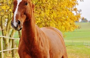 graceful horse walking on the paddock