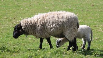 Sheep with little lamb in a meadow