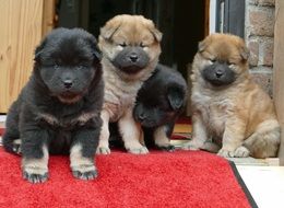 Sweet colorful young dogs