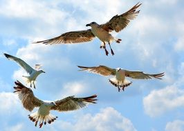 seagulls in the blue sky