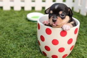chihuahua puppy in the mug