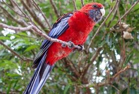 Parrot Red Bird