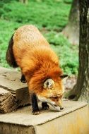 fox on the stairs