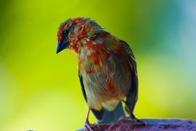 spotted colorful bird in Seychelles