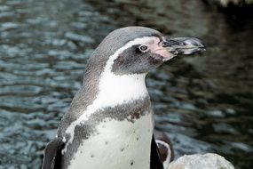 penguin at the zoo in the castle of sababurg