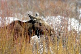 big female moose eating grass