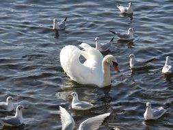 Swan surrounded with seagulls on water