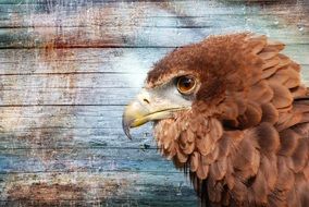 Golden eagle head close up