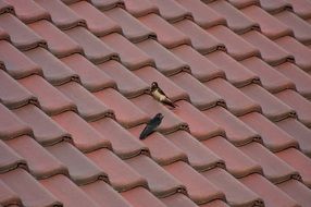 two little birds on the roof