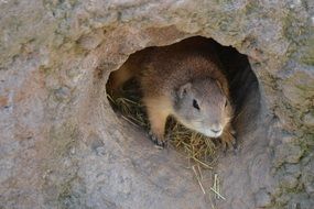 furry vigilant meerkat in a hole