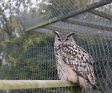 Grey Owl sitting in cage