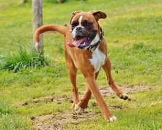 Boxer Dog playing on green grass