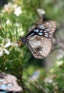 amazing summer Butterfly