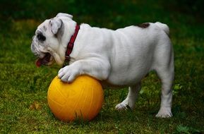 English Bulldog