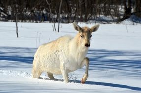 Elk White Wildlife Animal