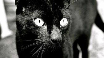 photo of a black cat with big eyes