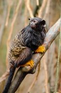 tamarin with red hands on a branch