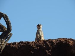 meerkat is standing on a hill