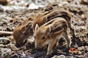 two little piglets rummaging in the ground