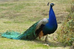 graceful peacock with a green tail