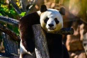 Panda Bear at wooden pillar in Zoo