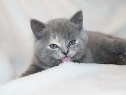 Grey fluffy kitten in the snow close-up on a blurred background