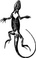 bottom view of Lizard, drawing