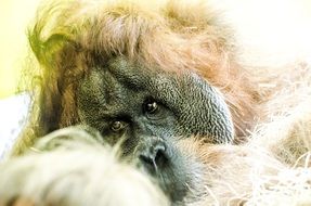 orangutan