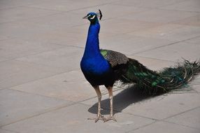 Peacock walking on a street in warsaw