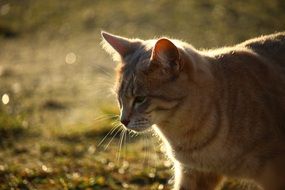 gorgeous Breed Cat